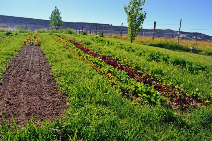 Succession Planting