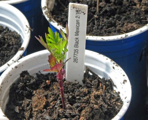 Good Seed Germination