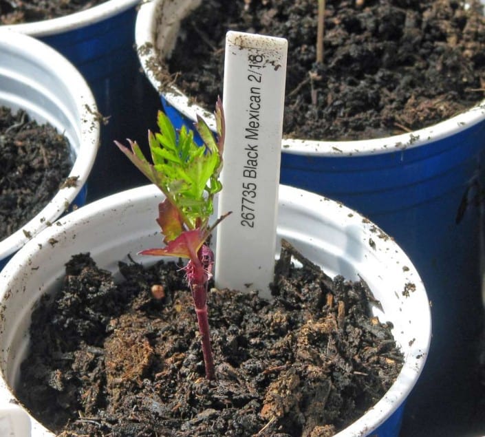 Good Seed Germination