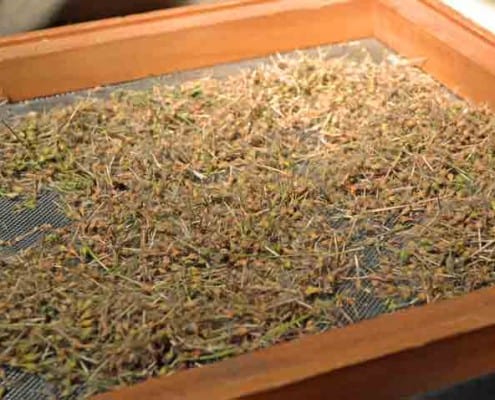 Coconut Geranium on Seed Screen