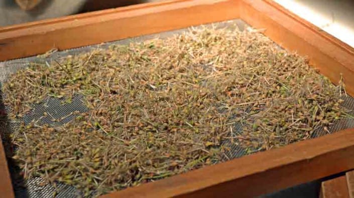 Coconut Geranium on Seed Screen Coconut Geranium on Seed Screen