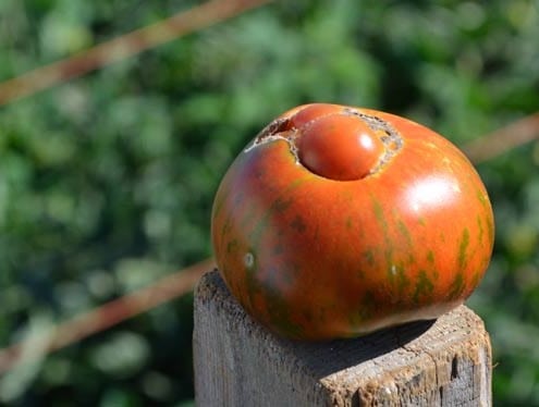 Heirloom Tomato