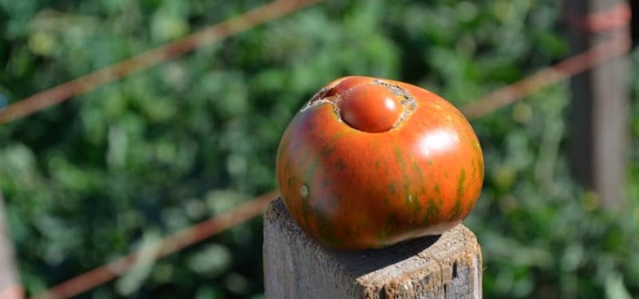 Heirloom Tomato Heirloom Tomato
