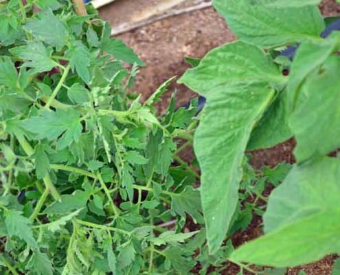 Potato Leaf and-Regular Leaf Tomato