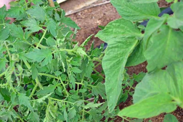 Potato Leaf and-Regular Leaf Tomato Potato Leaf and-Regular Leaf Tomato