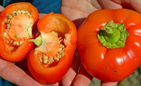 Alma Paprika Pepper