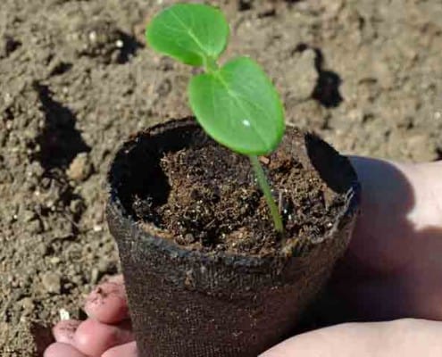 Cucumber Seedling Germination