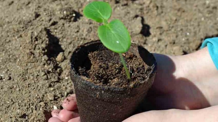 Cucumber Seedling Germination Cucumber Seedling Germination