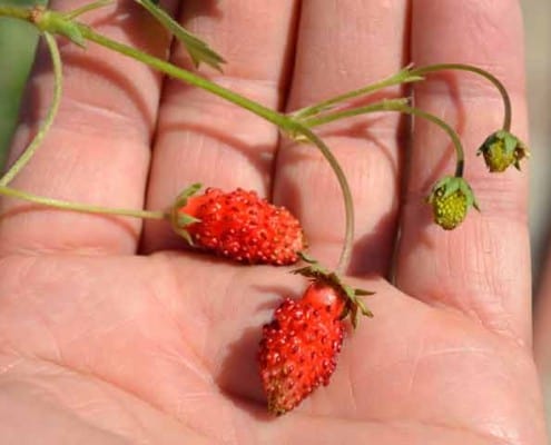 Alpine Strawberries in Hand