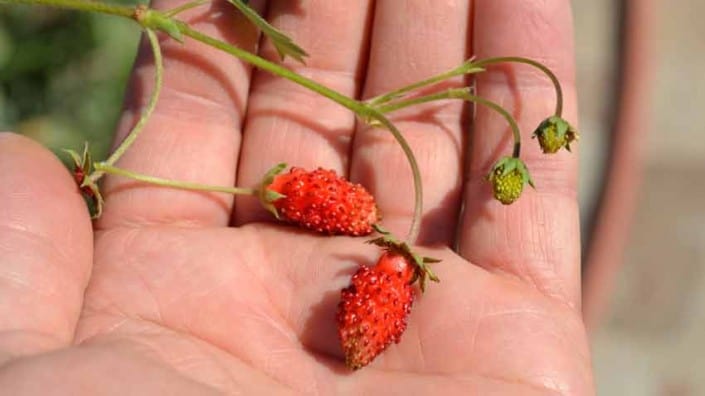 Alpine Strawberries in Hand Alpine Strawberries in Hand