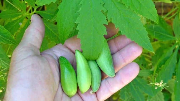 Handfull of Achocha Handfull of Achocha