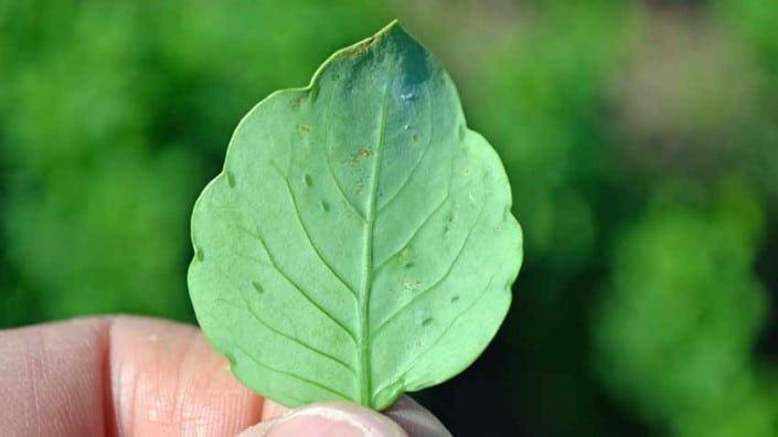 Papalo Leaf Papalo Leaf