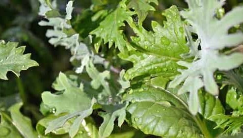Spring Greens