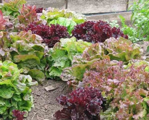 Intercropped Lettuces