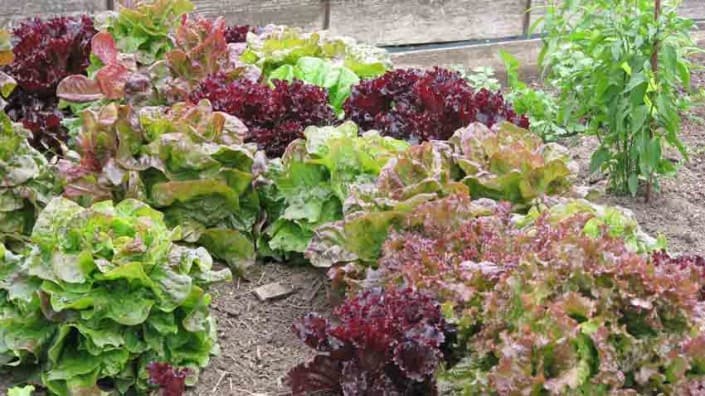 Intercropped Lettuces Intercropped Lettuces