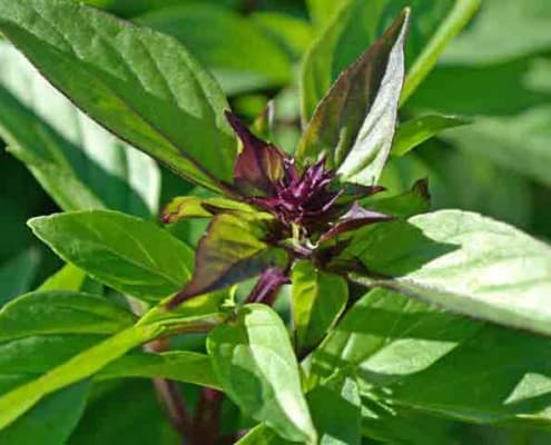 Thai Basil