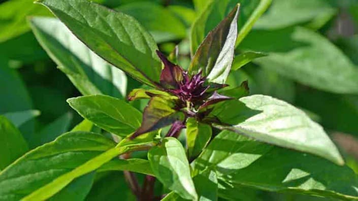 Thai Basil Thai Basil