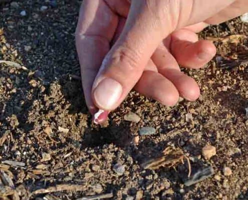 Direct Sowing Anasazi Bean