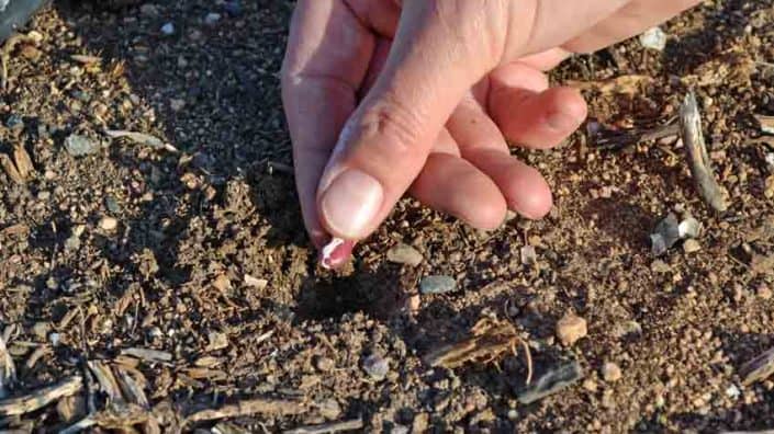 Direct Sowing Anasazi Bean Direct Sowing Anasazi Bean