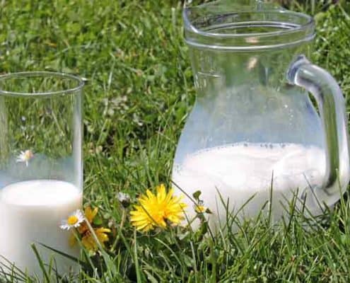 Pitcher of Milk