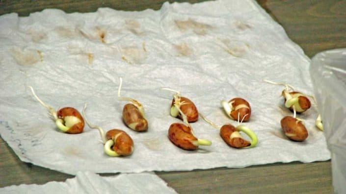 Seed Germination at Seed Savers Exchange Seed Germination at Seed Savers Exchange