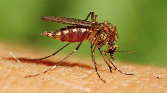 Biting Insect – Mosquito Biting Insect - Mosquito