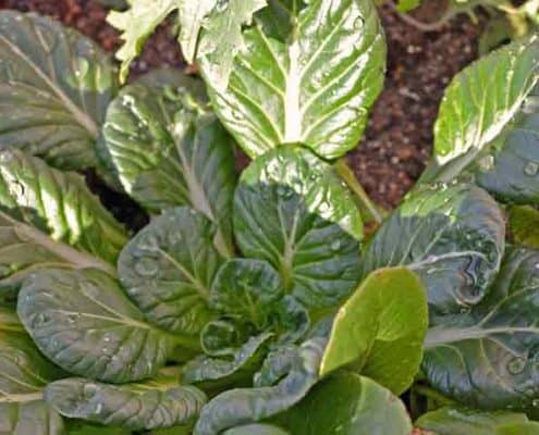 Tatsoi Mustard