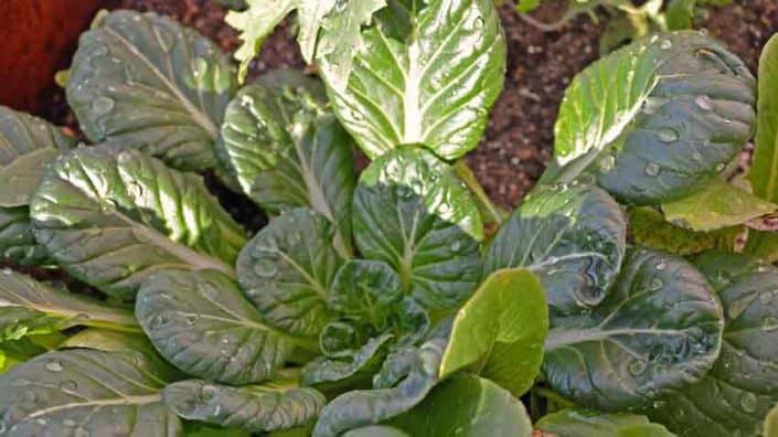 Tatsoi Mustard Tatsoi Mustard