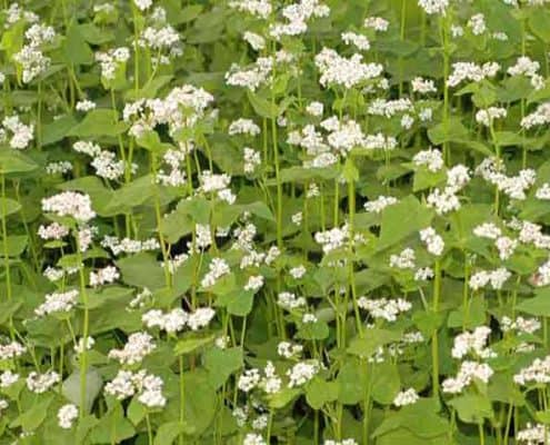 Buckwheat Cover Crops