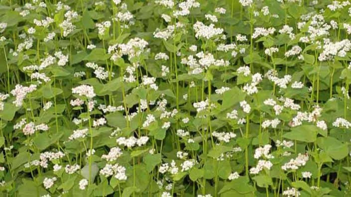 Buckwheat Cover Crops Buckwheat Cover Crops