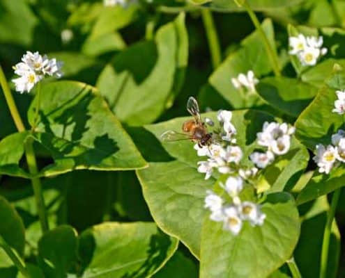 Bee on Buckwheat Blossoms