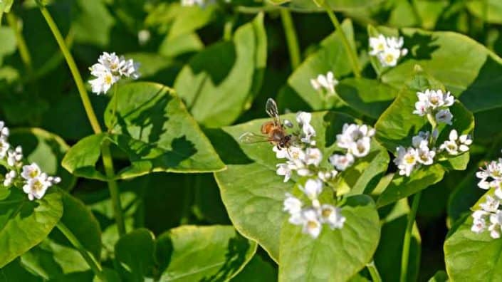 Bee on Buckwheat Blossoms Bee on Buckwheat Blossoms