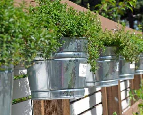 Herbs in Containers