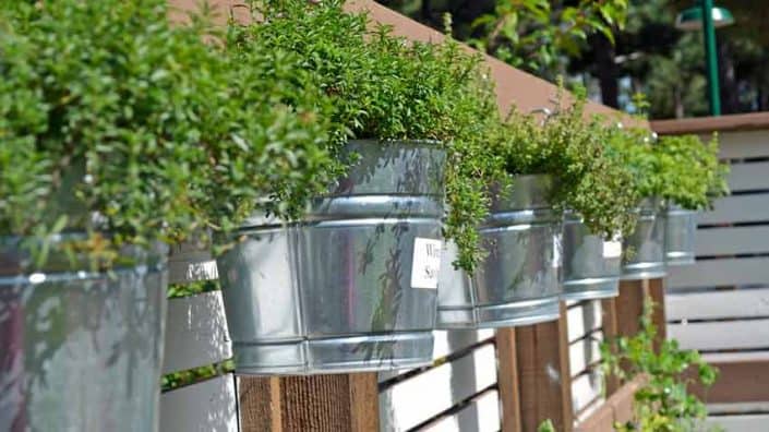 Herbs in Containers Herbs in Containers
