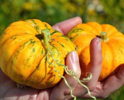 Jack Be Little Pumpkins