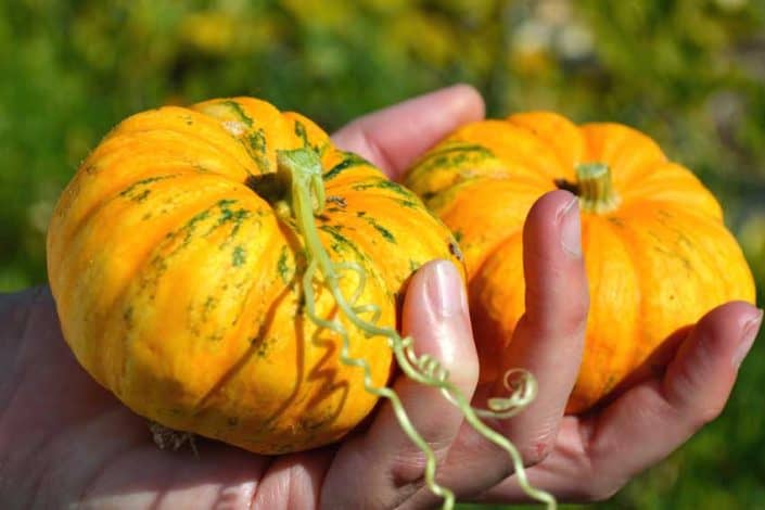 Jack Be Little Pumpkins Jack Be Little Pumpkins
