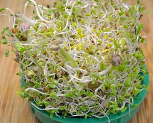 Week Old Sprouts