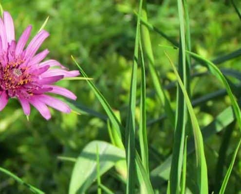 Salsify Flower