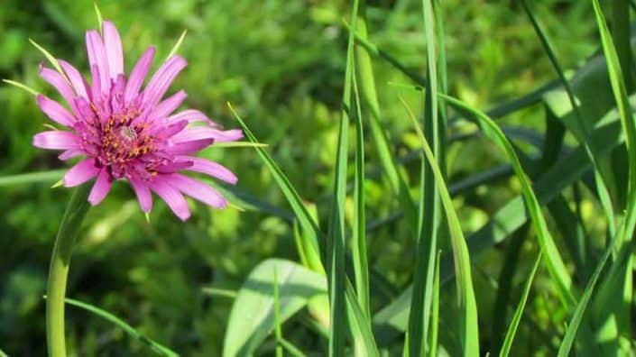 Salsify Flower Salsify Flower