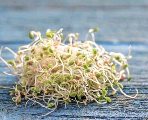 Red Clover Sprouts