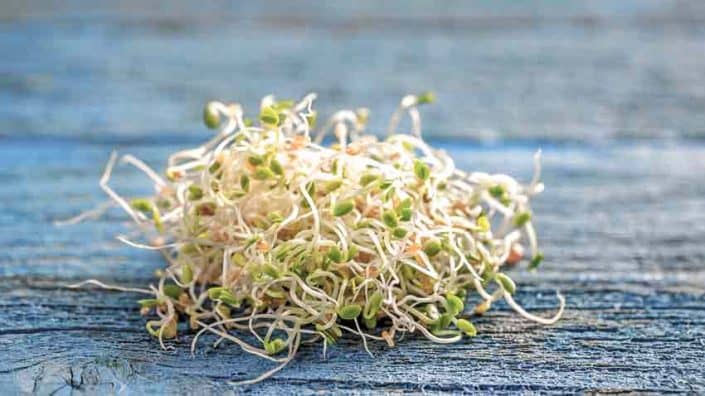 Red Clover Sprouts Red Clover Sprouts