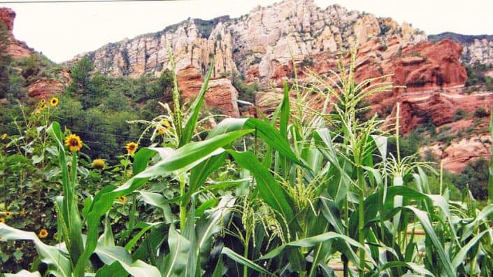 Heirloom Corn at Red Rock State Park Heirloom Corn at Red Rock State Park