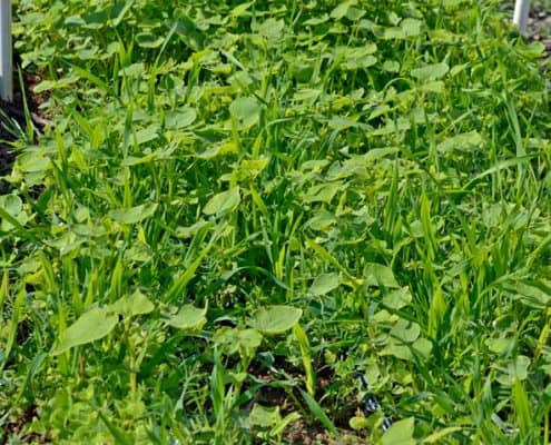 Cover Crop Mix