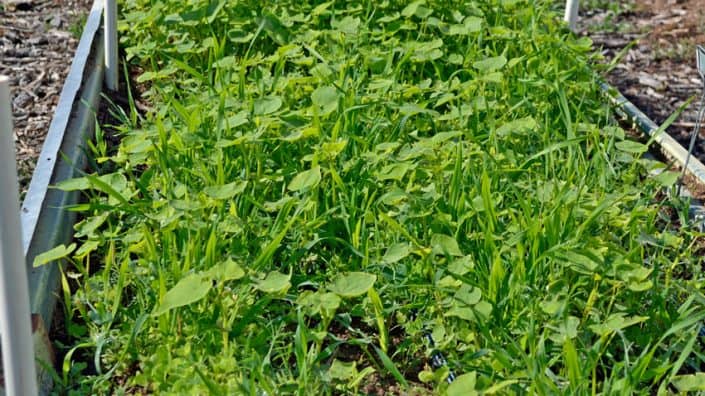 Cover Crop Mix Cover Crop Mix