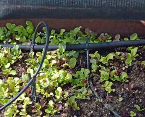 Lettuce Shade Detail