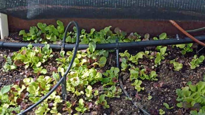 Lettuce Shade Detail Lettuce Shade Detail