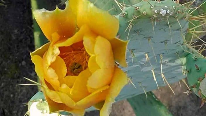 Prickly Pear Flower Detail – Ethel M Botanic Garden