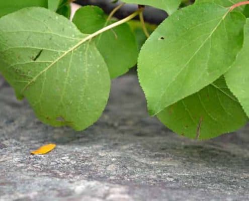 Aspens on granite