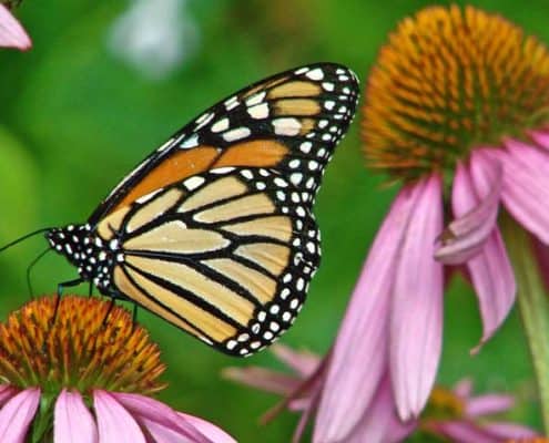 Monarch on Echinacea
