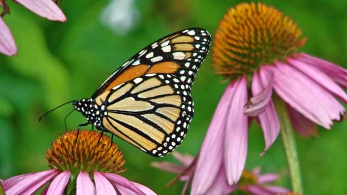 Monarch on Echinacea Monarch on Echinacea